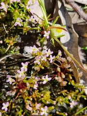 Stylidium despectum