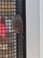 Holcostethus abbreviatus