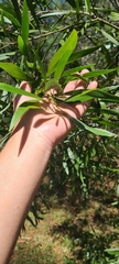 Acacia maidenii