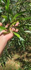 Acacia maidenii