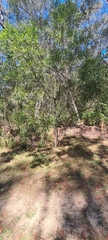 Acacia maidenii