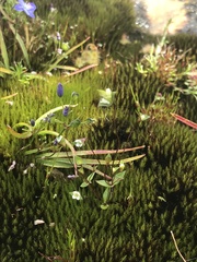 Phyllangium divergens