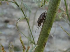 Podisus serieventris