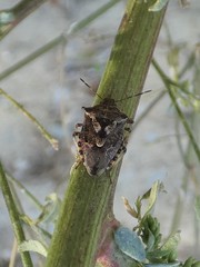 Podisus serieventris