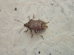 Podisus serieventris