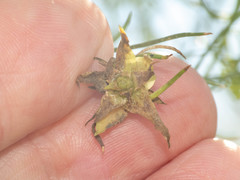 Craspedolepta lapsus