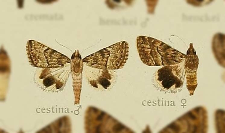 Anumeta cestina