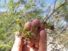 Craspedolepta lapsus