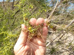 Craspedolepta lapsus