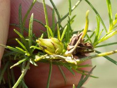 Craspedolepta lapsus