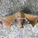 True Silkmoths - Photo (c) onidiras-iNaturalist, some rights reserved (CC BY-NC), uploaded by onidiras-iNaturalist