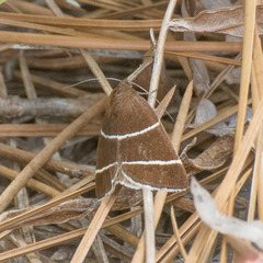 Argyrostrotis quadrifilaris