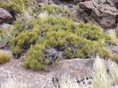 Ephedra chilensis