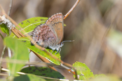 Callophrys irus