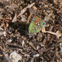 Callophrys hesseli