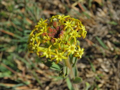 Lasiosiphon kraussianus