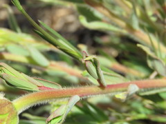 Lasiosiphon kraussianus