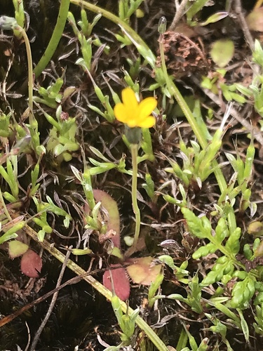 Hypochaeris glabra iNat (2)
