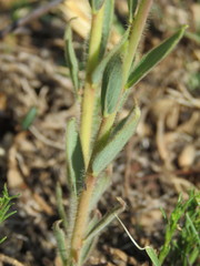 Lasiosiphon kraussianus