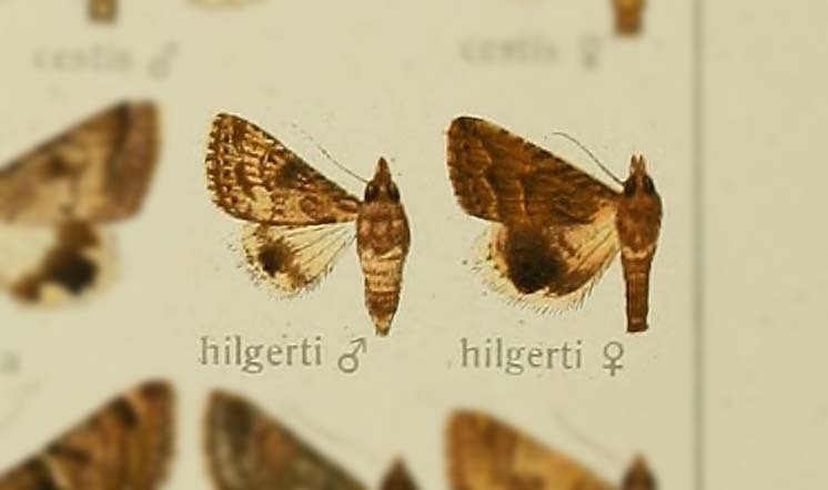 Anumeta hilgerti