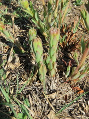 Lasiosiphon kraussianus