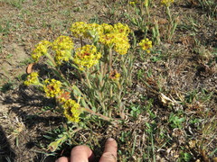 Lasiosiphon kraussianus