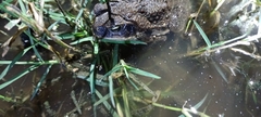 Incilius coccifer