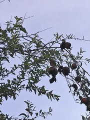 Euthalia aconthea gurda