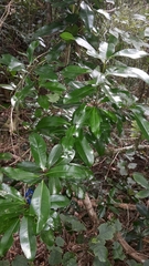 Planchonella costata