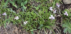 Silene acaulis