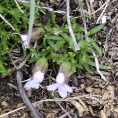 Silene acaulis