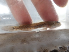 Cryptocentrus yatsui