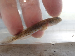 Cryptocentrus yatsui