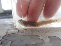 Cryptocentrus yatsui