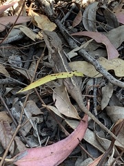 Diporiphora phaeospinosa