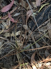 Diporiphora phaeospinosa