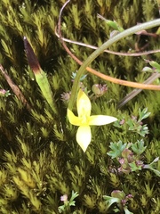 Pauridia occidentalis