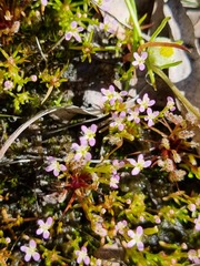 Stylidium despectum