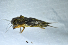 Neocurtilla