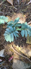 Melianthus
