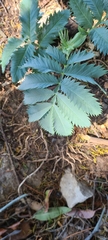 Melianthus