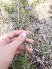 Dalea tenuis