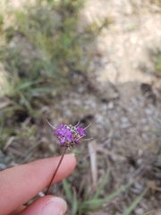 Dalea tenuis