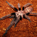 Indian Violet Tarantula - Photo (c) Tom M., some rights reserved (CC BY)