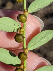 Phyllanthus evanescens