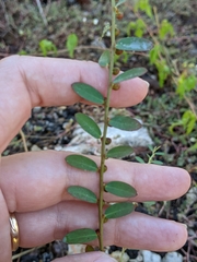 Phyllanthus evanescens