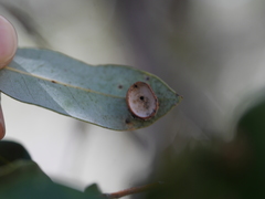 Paracraspis patelloides