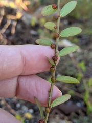 Phyllanthus evanescens