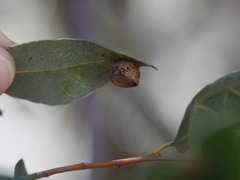 Paracraspis patelloides