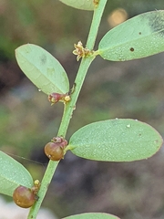 Phyllanthus evanescens